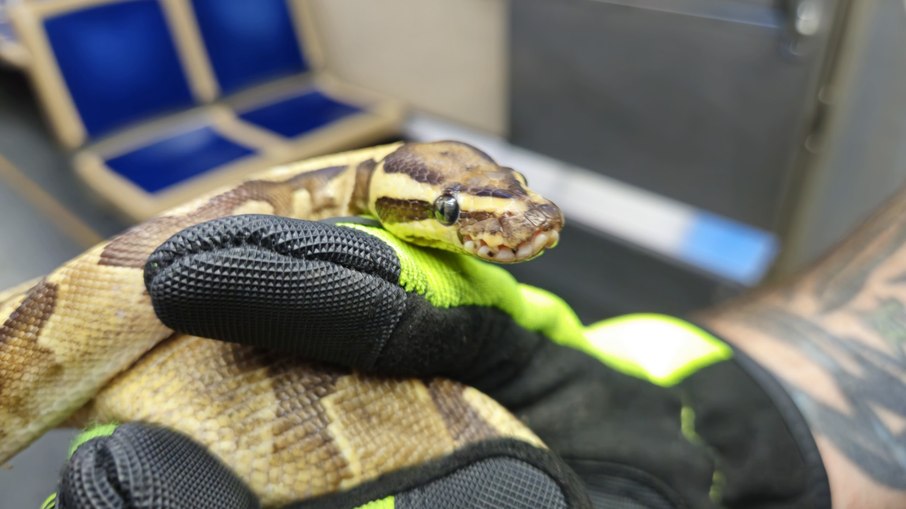 Cobra resgatada em trem 