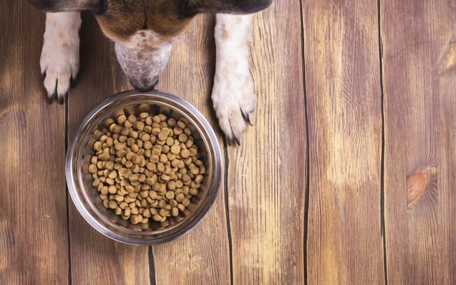 Aprenda a armazenar corretamente a ração de cachorro