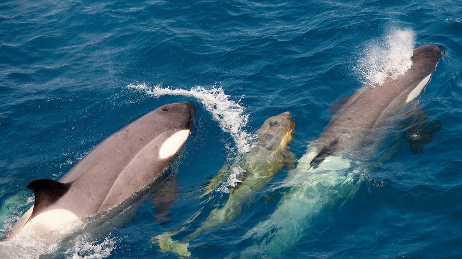 Orcas de diferentes idades