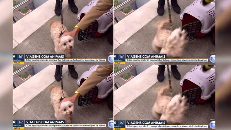 Cão reage a carinho de repórter ao vivo e rende risadas Cão reage a carinho de repórter ao vivo e rende risadas