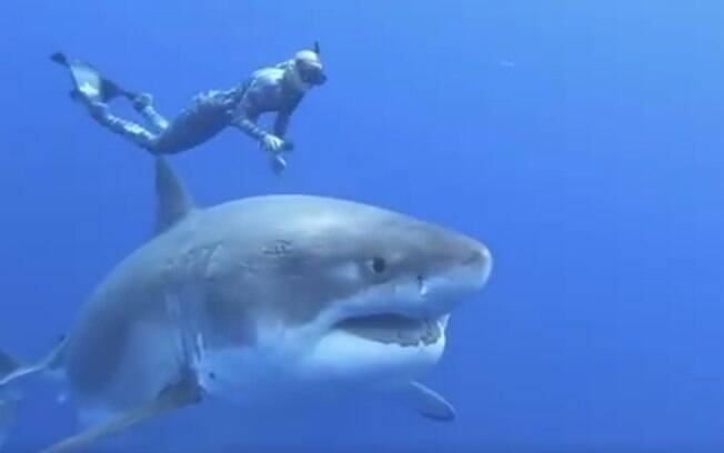 Apesar da proximidade da mergulhadora, o tubarão foi pacífico e não ofereceu ameaças.