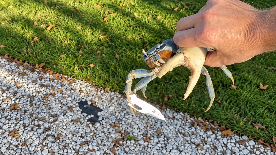 Caranguejo apareceu Caranguejo apareceu