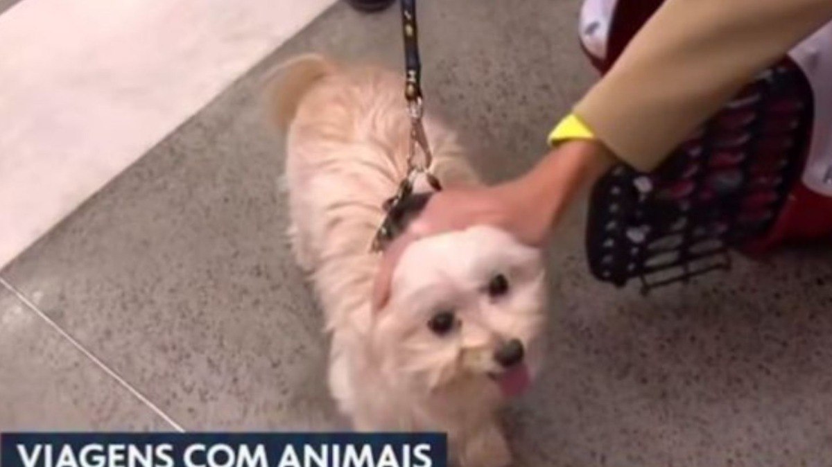 C%C3%A3o%20reage%20a%20carinho%20de%20rep%C3%B3rter%20ao%20vivo%20e%20viraliza%20na%20web