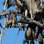 Vários morcegos pendurados em árvore. Foto: Alison Peel/BBC
