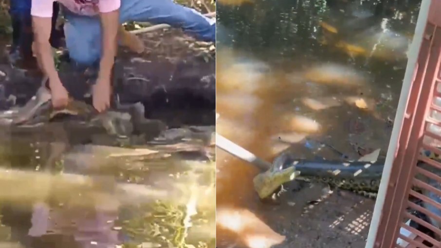 Cobra que atacou agente foi devolvida à natureza Cobra que atacou agente foi devolvida à natureza
