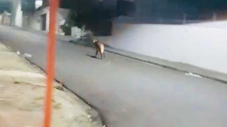 Lobo-guará é avistado na região da rodoviária durante a madrugada