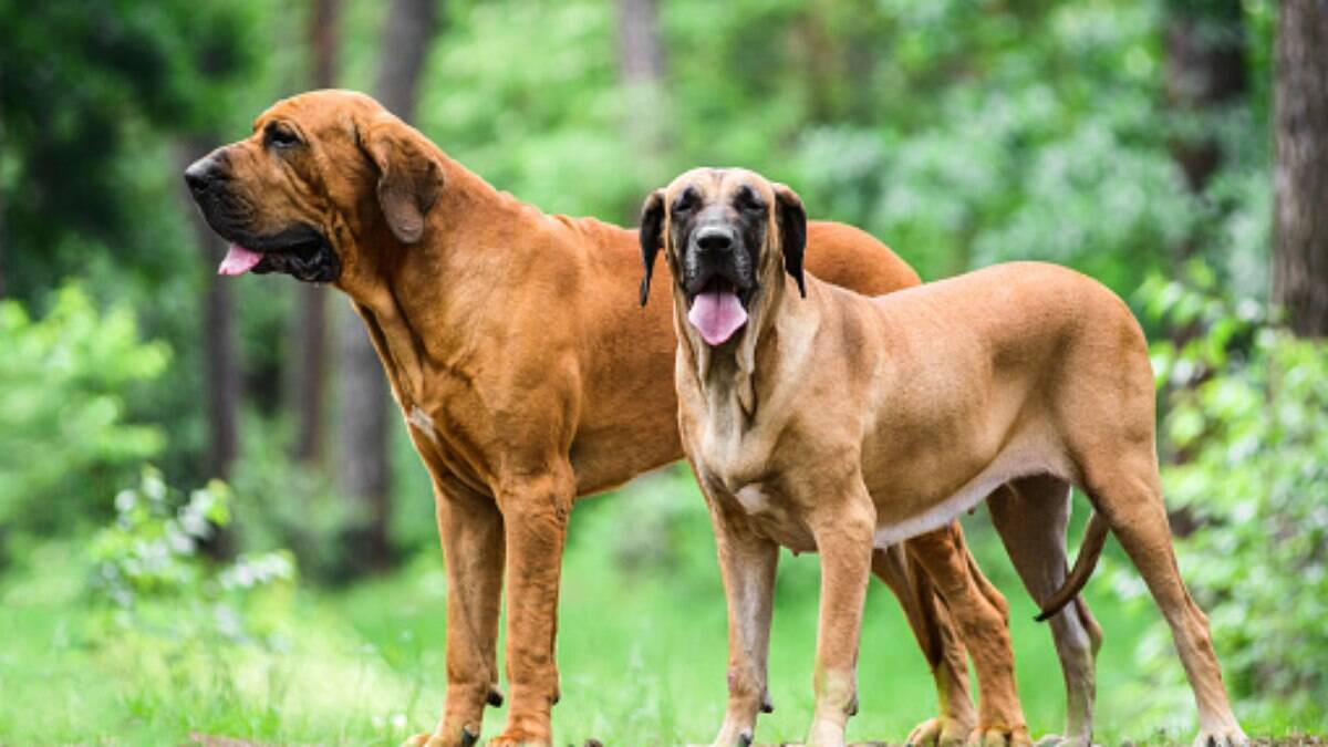 Guia de Raças: Fila Brasileiro, o cão brasileiro ser reconhecido | Cachorros | iG