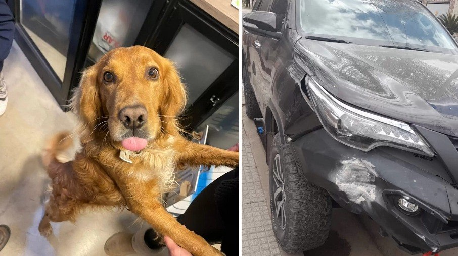 Cachorro acidentalmente bate carro de tutor 