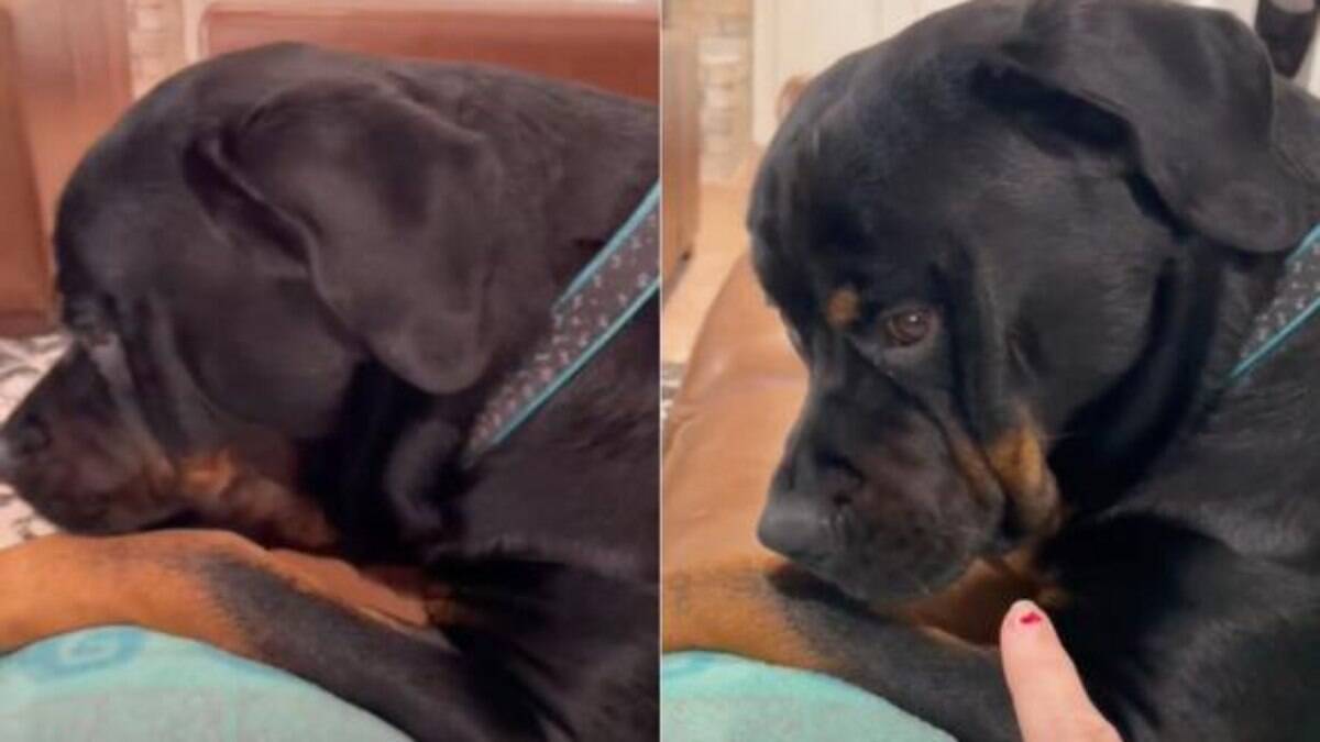 Cão reage estranhamente quando sua dona o proíbe de ficar no sofá e viraliza 