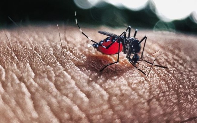 Dengue | Após Europa, infecções se alastram nos EUA Dengue | Após Europa, infecções se alastram nos EUA
