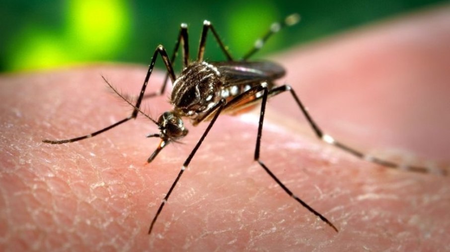 Estudo mostra que a epidemia de dengue pode impactar o PIB em 12bi