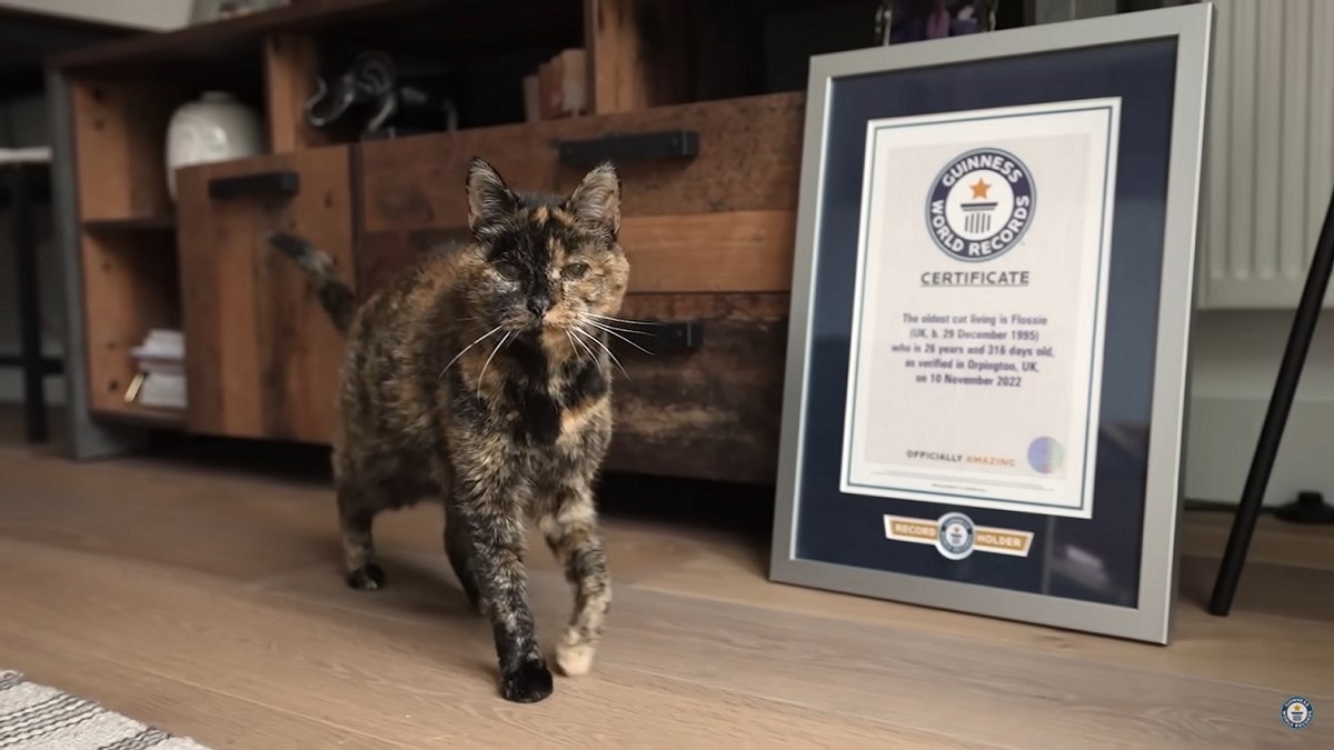 A gata Fossie ao lado de seu certificado do Guinness Book