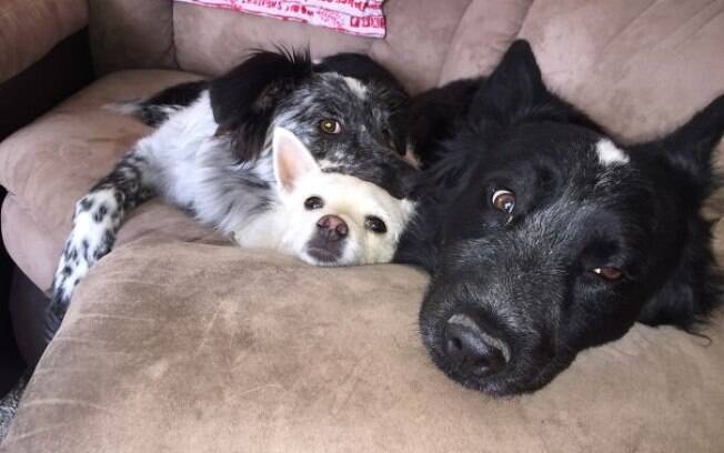 Dia do Amigo: esses cães comemorando a amizade é demais
