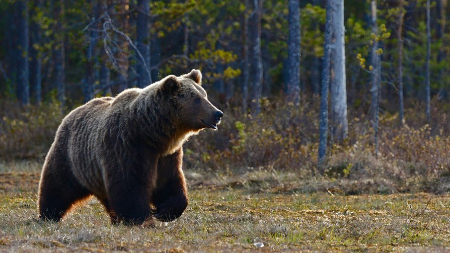 Urso Pardo Urso Pardo