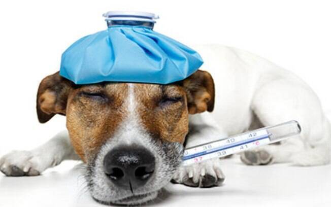 Giárdia canina: entenda como evitar e tratar a doença