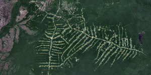 Floresta amazônica volta a crescer após fechamento de estrada