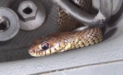 Motorista encontra cobra escondida no painel do carro