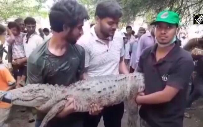 Crocodilo é capturado na Índia 