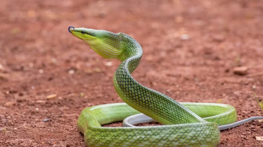 Esta cobra se tornou o maior predador da ilha