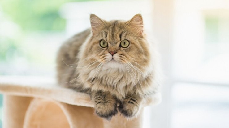 8 raças de gato ideais para apartamento