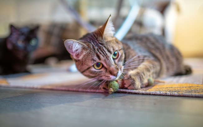 Gatos gostam mais de outra planta do que erva-de-gato, diz estudo Bk13esp6fo2xmzhi8uiiw70ey