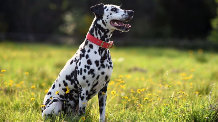 9 cuidados importantes com cachorro de grande porte