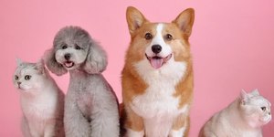 Saiba como estimular a socialização do seu pet no dia a dia