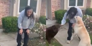 Encontro da astronauta Sunita Williams com cães encanta a web
