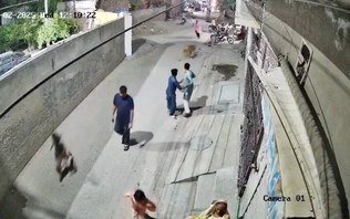 Donos de leão que fugiu e atacou pessoas na rua são presos
