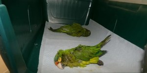 Homem leva periquitos sedados em roupas íntimas para fronteira