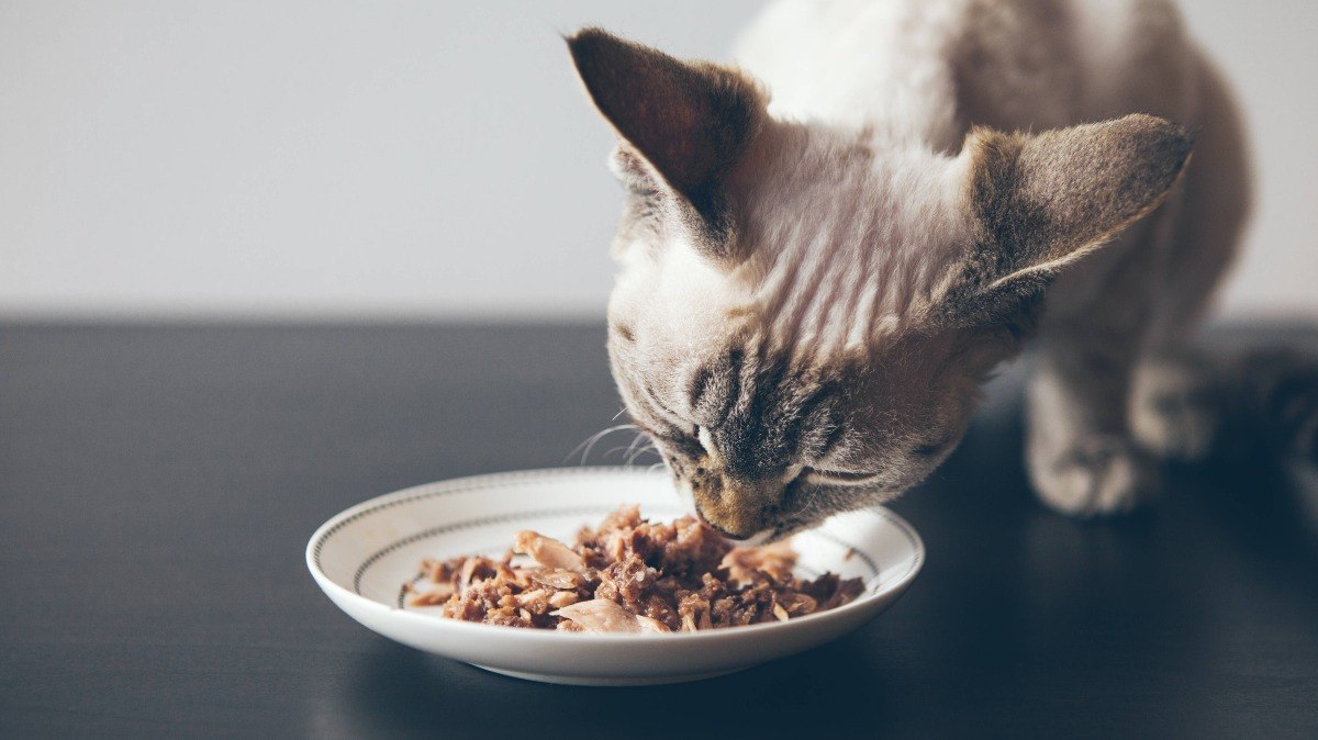 Alimentos úmidos, como os sachês, contribuem para a hidratação que os gatos precisam