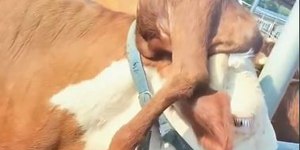 Vaca nasce com pata na cabeça em condição rara
