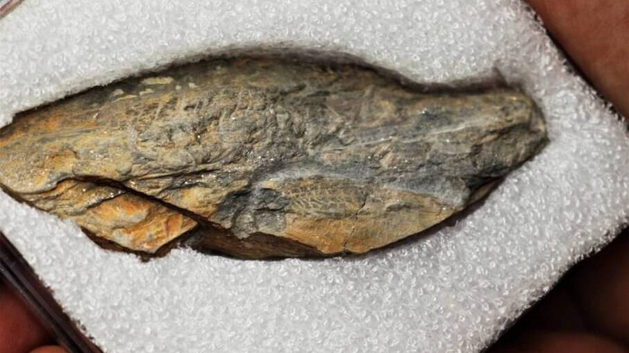 Fóssil de gafanhoto tem cerca de 300 milhões de anos 