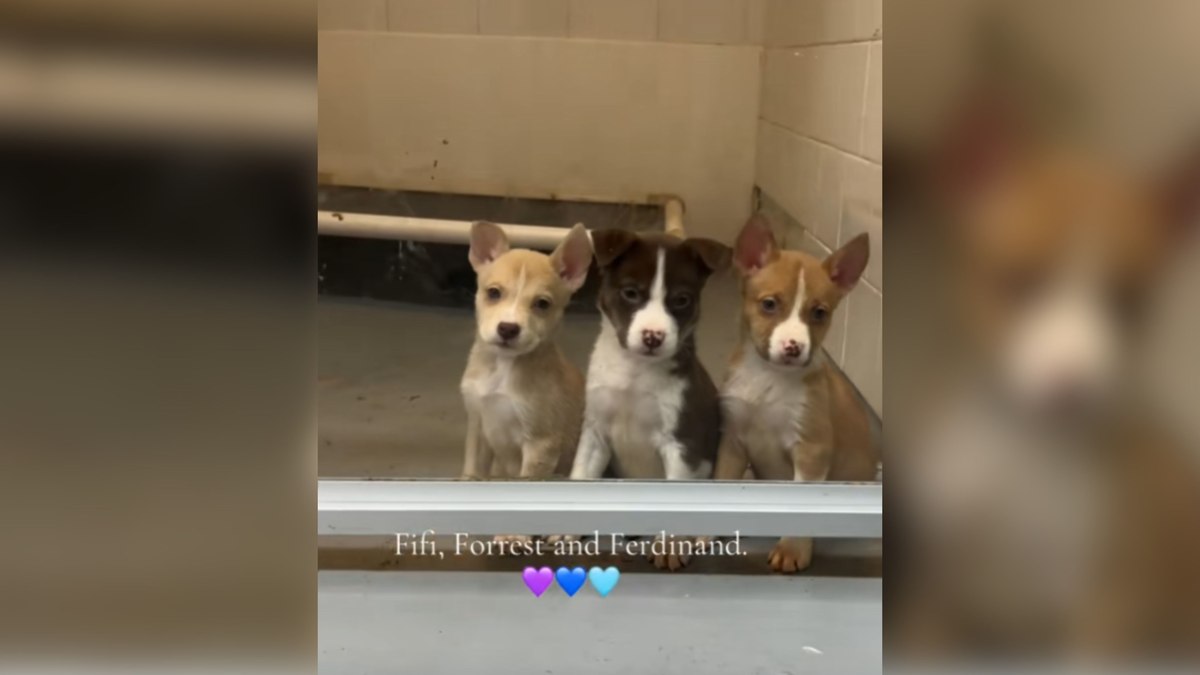 Em abrigo, filhotes encantam ao ficar em fila à espera de alguém