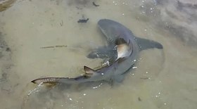 Mulher acha mais de R$ 10 mil em cofrinho comprado em brechó