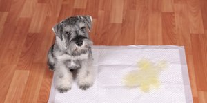 Seu cachorro faz xixi quando alguém faz carinho nele? Entenda o por que