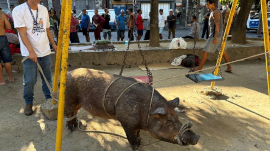 Porco é resgatado na Praça Cruz Vermelha após tentar invadir igreja no RJ Porco é resgatado na Praça Cruz Vermelha após tentar invadir igreja no RJ