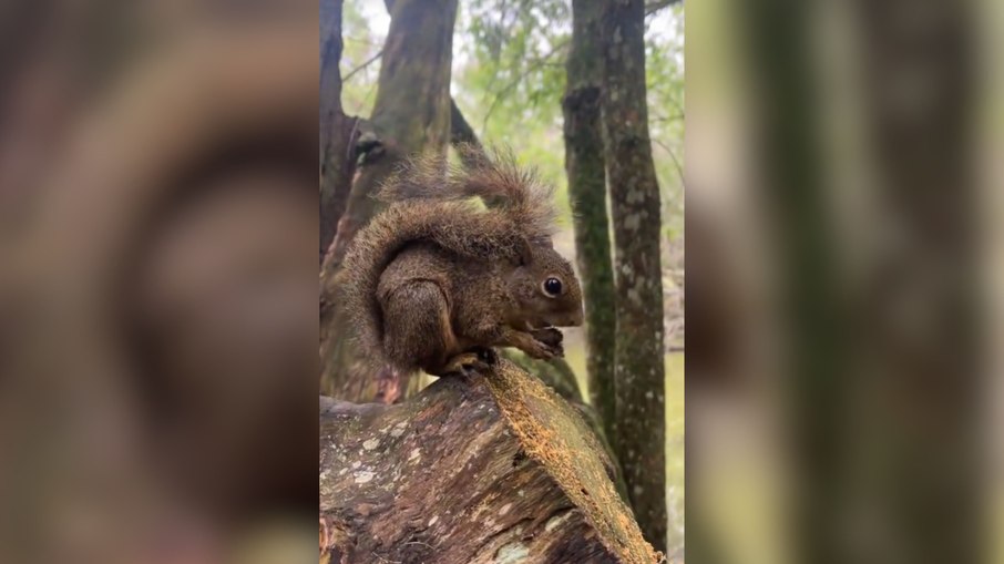 Triatleta flagra raro caxinguelê durante treino