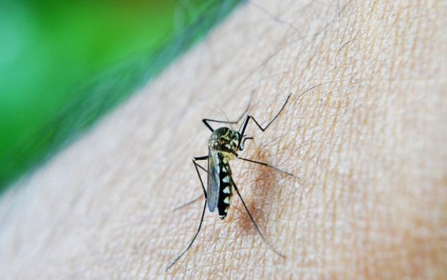 Surto de dengue no Brasil deve piorar em 2024