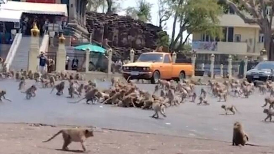 Macacos brigam por comida nas ruas de Lopburi
