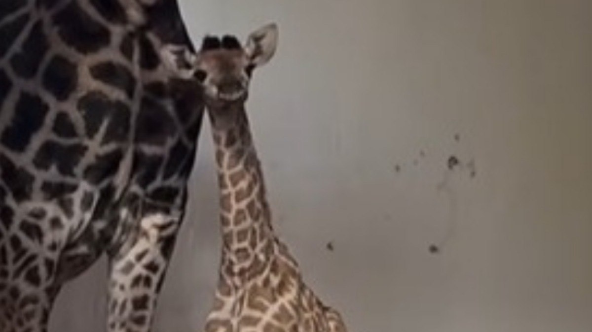 Zoológico de SP anuncia nome do filhote de girafa após votação