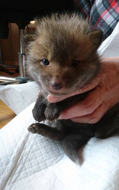 Um homem do Japão resgatou um filhote de raposa na estrada achando que era cachorro