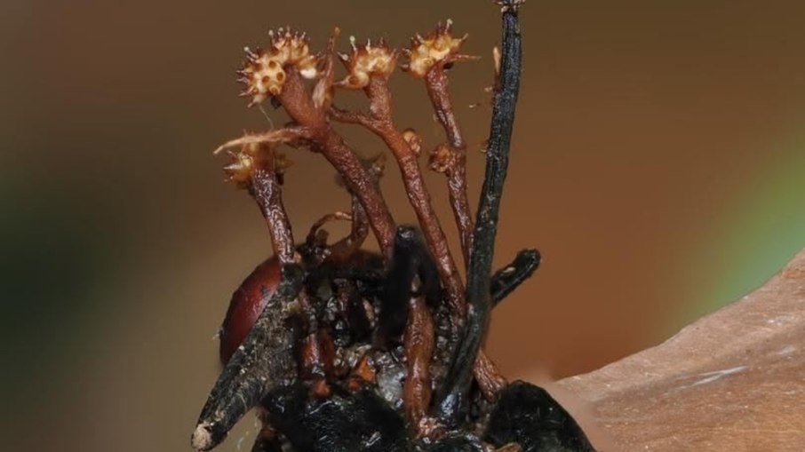 O fungo Pleurocordyceps cornusynnemata cresce sobre o chamado 