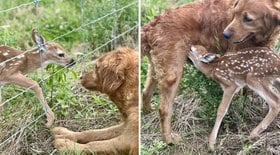 Cadela encontra cervo perdido e cuida como se fosse seu filhote