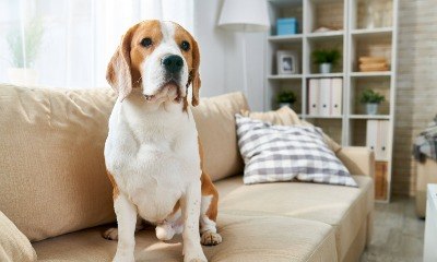Sujeira de pets, reformas indevidas e mais