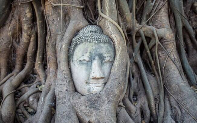 A estátua de Buda está envolvida pelas raízes de uma árvore 
