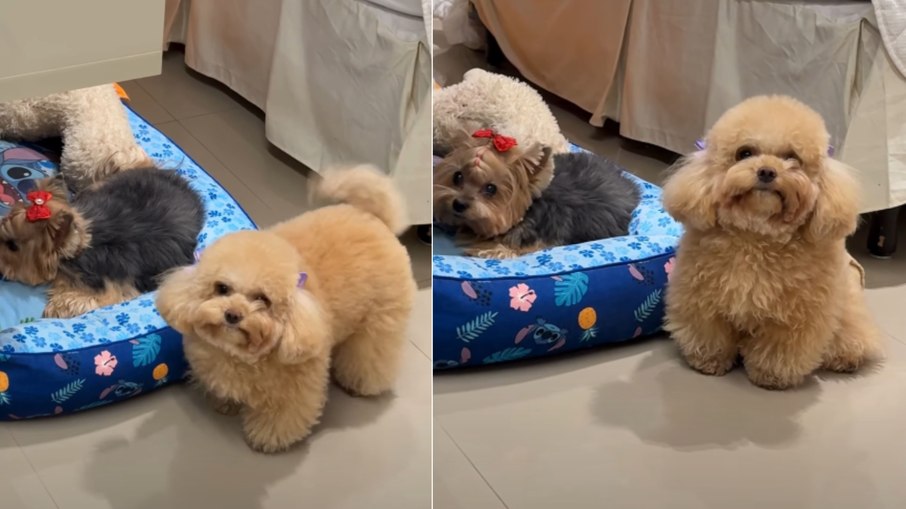 Poodle fica “triste” ao descobrir que irmã não vai passear
