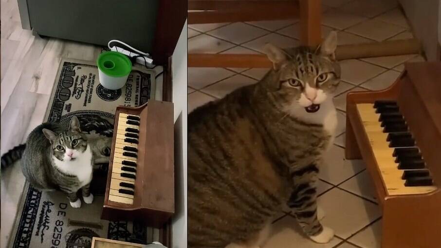 Gato toca piano para pedir comida