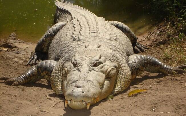 Crocodilo atacou pescador em uma praia de Queensland, na Austrália.
