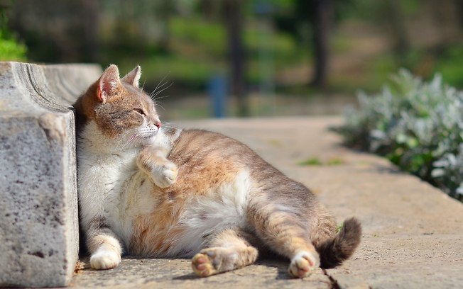 Saiba quanto tempo dura a gestação de um gato e cuidados necessários